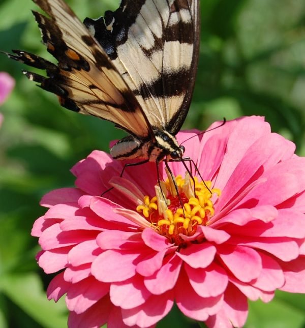 pexels-photo-16138792-16138792 A striking butterfly perched on a vibrant pink zinnia in a sunny garden setting.